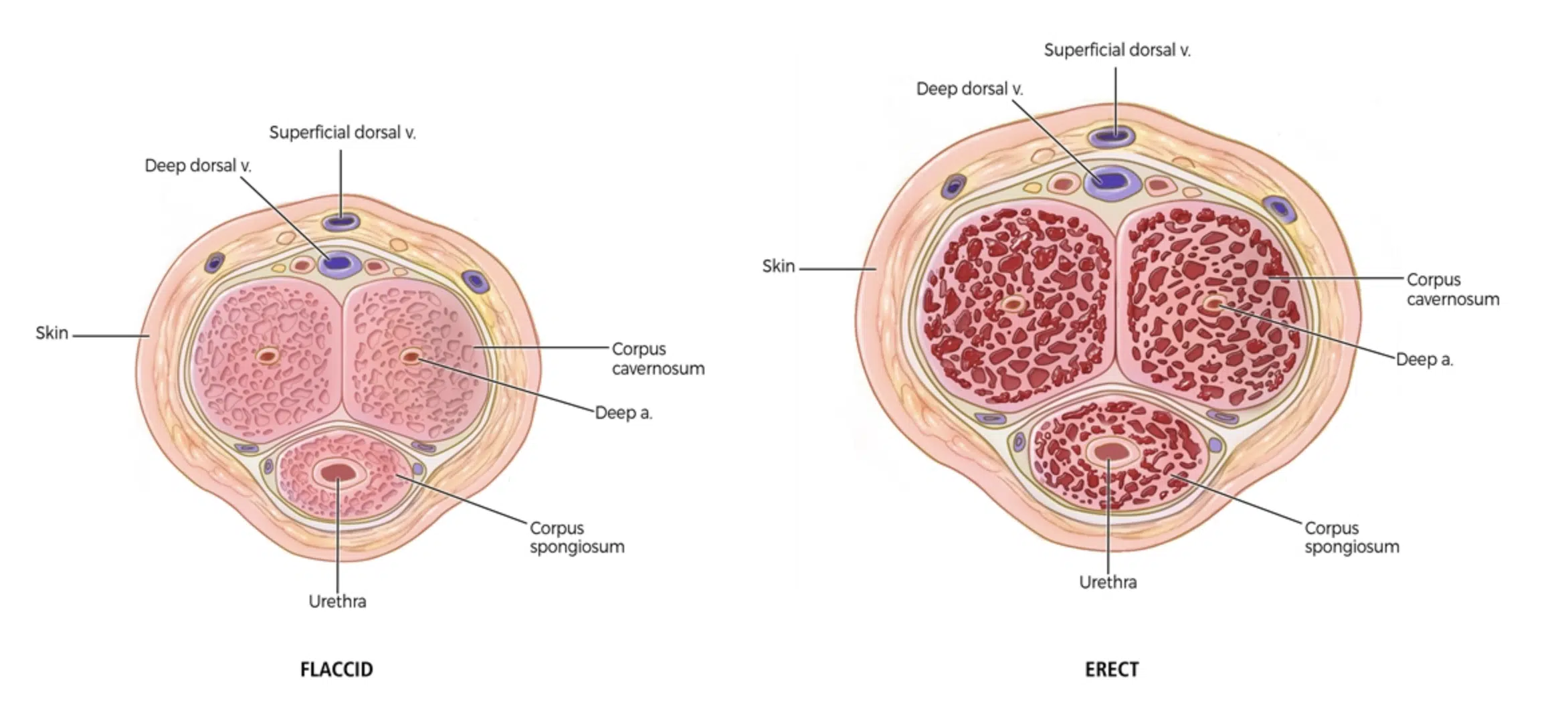 What Is Erectile Dysfunction Signs and Symptoms GAINSWave